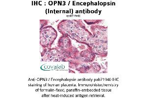 Image no. 1 for anti-Opsin 3 (OPN3) (Internal Region) antibody (ABIN1737653)