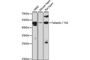 Western blot analysis of extracts of various cell lines, using Tafazzin / TAZ antibody (ABIN6128849, ABIN6148874, ABIN6148876 and ABIN6216460) at 1:3000 dilution. (TAZ Antikörper  (AA 174-248))