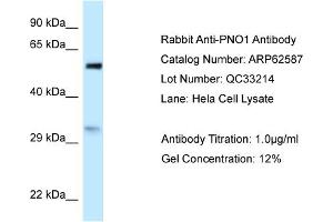 Western Blotting (WB) image for anti-Partner of NOB1 Homolog (PNO1) (N-Term) antibody (ABIN2789185)