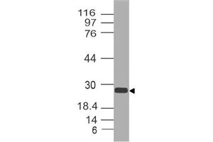 Image no. 1 for anti-Anterior Pharynx Defective 1 Homolog A (C. Elegans) (APH1A) (AA 11-245) antibody (ABIN5027035) (APH1A Antikörper  (AA 11-245))