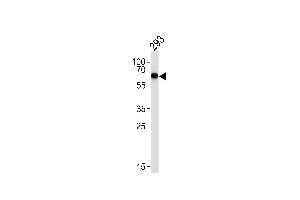 Western blot analysis of lysate from 293 cell line, using SK Antibody  (ABIN392497 and ABIN2842067). (STK39 Antikörper  (AA 346-376))