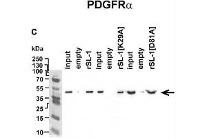 Analysis of rSLURP-1 targets in A549 cells. (PDGFRA Antikörper  (AA 179-361))