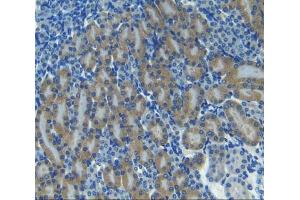 IHC-P analysis of kidney tissue, with DAB staining. (CXCL11 Antikörper  (AA 22-100))