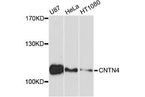 Western blot analysis of extracts of various cell lines, using CNTN4 antibody (ABIN4903330) at 1:1000 dilution. (Contactin 4 Antikörper)