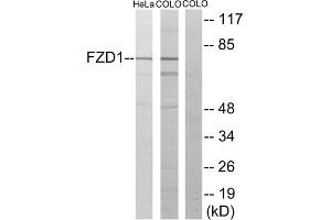 Western blot analysis of extracts from HeLa cells and COLO205 cells, using FZD1 antibody. (FZD1 Antikörper  (N-Term))