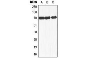 Western blot analysis of NCOA4 expression in MCF7 (A), mouse liver (B), rat lung (C) whole cell lysates. (NCOA4 Antikörper  (Center))