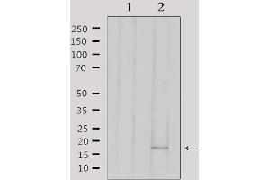 Western blot analysis of extracts from 293, using AIF1 Antibody. (Iba1 Antikörper  (C-Term))