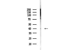 Western blot analysis of lysates from Mouse liver, using OR1F1 Antibody at 1/1000 dilution.