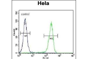CRFR2D Antibody (ABIN655259 and ABIN2837856) flow cytometric analysis of Hela cells (right histogram) compared to a negative control cell (left histogram). (CRFR2D Antikörper)