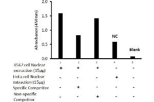 Transcription factor activity assay of GATA-2 from nuclear extracts of K562 cells or HeLa cells with the specific competitor or non-specific competitor. (GATA2 ELISA Kit)