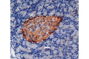 Used in DAB staining on fromalin fixed paraffin- embedded pancreas tissue (Cardiotrophin 1 Antikörper  (AA 1-203))