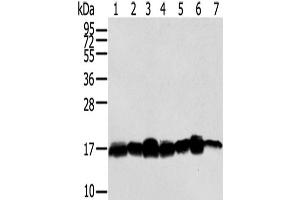 Western Blot analysis of Hela, NIH/3T3, LNCap and 293T cells, Mouse brain tissue, A549 and Jurkat cells using NME2 Polyclonal Antibody at dilution of 1/300 (NME2 Antikörper)