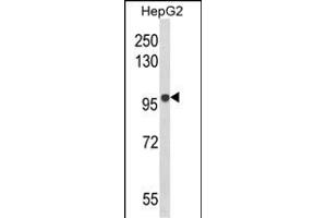 Western blot analysis of BANK1 Antibody (Center) (ABIN652611 and ABIN2842409) in HepG2 cell line lysates (35 μg/lane). (BANK1 Antikörper  (AA 119-146))
