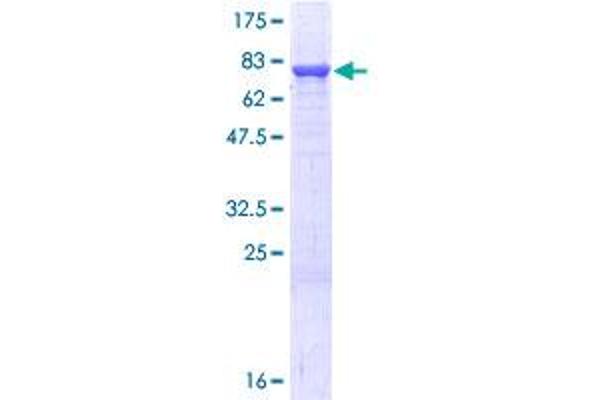 PDIA3 Protein (AA 1-505) (GST tag)