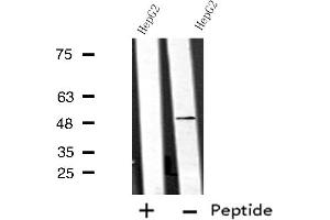 Western blot analysis of extracts from HepG2 cells using ANGPTL7 antibody. (ANGPTL7 Antikörper  (C-Term))