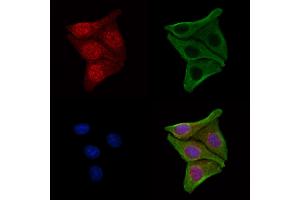 ABIN7094226 and ABIN7098273 staining Hela cells by IF/ICC. (FBXO7 Antikörper  (C-Term))