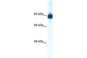 anti-Actin alpha 2 antibody