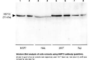 Image no. 1 for anti-Heat Shock 70kDa Protein 1A (HSPA1A) antibody (ABIN347743) (HSP70 1A Antikörper)