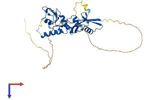 BMI1 Protein (AA 1-324) (His tag)