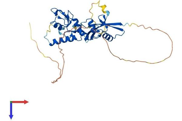 BMI1 Protein (AA 1-324) (His tag)