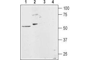 Western blot analysis of rat heart membranes (lanes 1 and 3) and rat basophilic leukemia (RBL) cell lysates (lanes 2 and 4): - 1,2. (HRH1 Antikörper  (3rd Intracellular Loop))