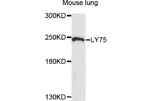 Western blot analysis of extracts of mouse lung, using LY75 antibody (ABIN6003771) at 1/1000 dilution. (LY75/DEC-205 Antikörper)