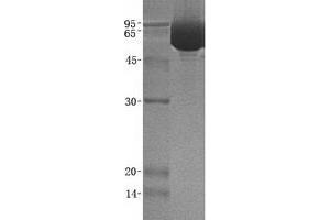 Western Blotting (WB) image for Leukocyte Immunoglobulin-Like Receptor, Subfamily B (With TM and ITIM Domains), Member 2 (LILRB2) (Transcript Variant 2) protein (ABIN2724675)