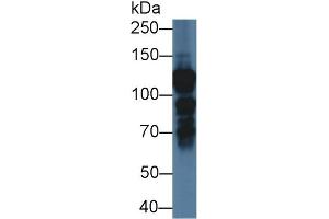 Detection of ILF3 in Human K562 cell lysate using Polyclonal Antibody to Interleukin Enhancer Binding Factor 3 (ILF3) (Interleukin enhancer-binding factor 3 (ILF3) (AA 672-891) Antikörper)