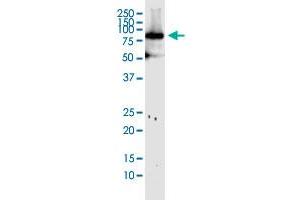 MFN1 monoclonal antibody (M04), clone 3C9. (MFN1 Antikörper  (AA 1-741))