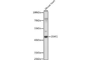 Western blot analysis of extracts of Mouse heart, using ST antibody (ABIN7270313) at 1:1000 dilution. (STAP2 Antikörper  (AA 130-220))