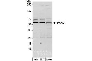 anti-Proline-Rich Coiled-Coil 1 (PRRC1) (AA 175-225) antibody