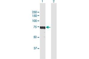 Western Blot analysis of IDS expression in transfected 293T cell line by IDS MaxPab polyclonal antibody.