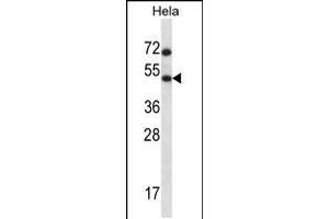 Western blot analysis in Hela cell line lysates (35ug/lane). (HSFX1 Antikörper  (AA 201-230))