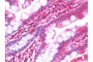 Anti-CYP2F / CYP2F1 antibody IHC staining of human small intestine.