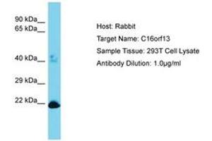 Image no. 1 for anti-Chromosome 16 Open Reading Frame 13 (C16ORF13) (AA 50-99) antibody (ABIN6750484) (C16ORF13 Antikörper  (AA 50-99))