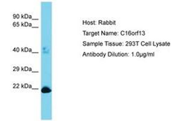 C16ORF13 抗体  (AA 50-99)