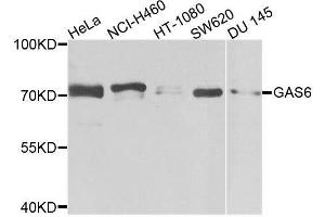 Western blot analysis of extracts of various cell lines, using GAS6 antibody. (GAS6 Antikörper  (AA 100-300))