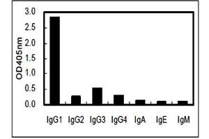 Image no. 2 for Rat anti-Human IgG1 (Fc Region) antibody (ABIN5569002) (Ratte anti-Human IgG1 (Fc Region) Antikörper)