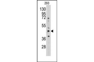 Image no. 1 for anti-Adenosylhomocysteinase (AHCY) (N-Term) antibody (ABIN357876) (AHCY Antikörper  (N-Term))