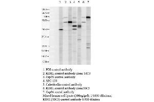 Western blot analysis of Human Cell line lysates showing detection of KDEL protein using Rabbit Anti-KDEL Polyclonal Antibody . (KDEL Antikörper  (Biotin))