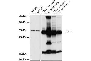 Western blot analysis of extracts of various cell lines, using C antibody (ABIN7266074) at 1:3000 dilution. (CA13 Antikörper  (AA 1-220))