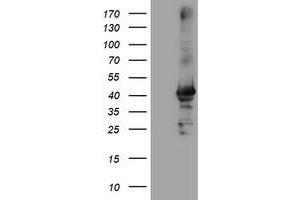 Image no. 2 for anti-Crystallin, Zeta, Homolog antibody (ABIN1497657) (CRYZL1 Antikörper)