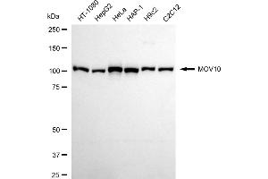 Western blotting analysis using MOV10 antibody (ABIN7799485). (Rekombinanter Mov10 RISC Complex RNA Helicase (MOV10) Antikörper)