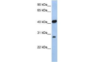 Western Blotting (WB) image for anti-Zinc Finger, AN1-Type Domain 3 (ZFAND3) antibody (ABIN2458094) (ZFAND3 Antikörper)