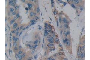 NOSTRIN antibody  (AA 18-251)