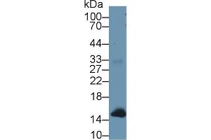 Western Blotting (WB) image for anti-Hemoglobin antibody (ABIN7437245)