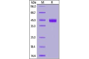 SDS-PAGE (SDS) image for Interleukin 2 Receptor, gamma (IL2RG) (AA 23-254) protein (His tag,AVI tag,Biotin) (ABIN6952249)