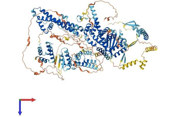 SIN3A Protein (AA 1-1273) (His tag)