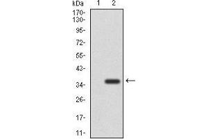 Western blot analysis using NEFM mAb against HEK293 (1) and NEFM (AA: 381-443)-hIgGFc transfected HEK293 (2) cell lysate. (NEFM Antikörper  (AA 381-443))