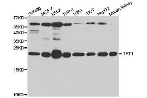 Western blot analysis of extracts of various cell lines, using TPT1 antibody.